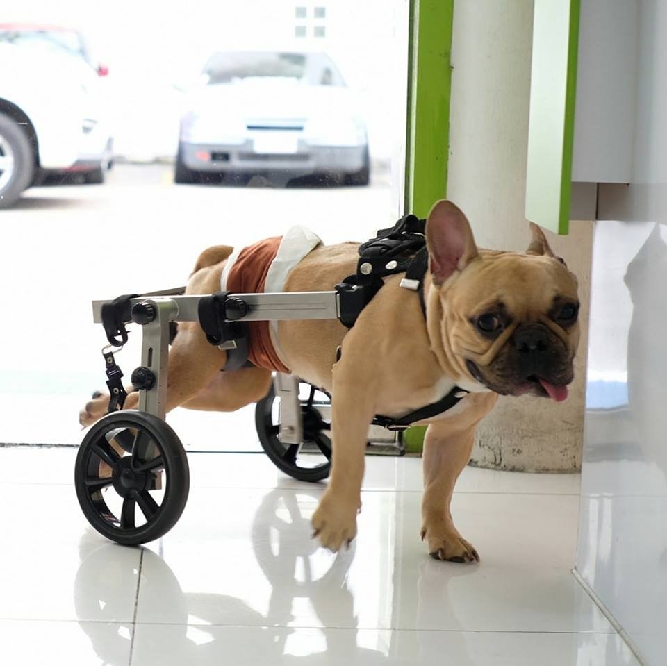 ศูนย์การแพทย์เฉพาะด้านอุปกรณ์ช่วยเหลือสัตว์พิการ